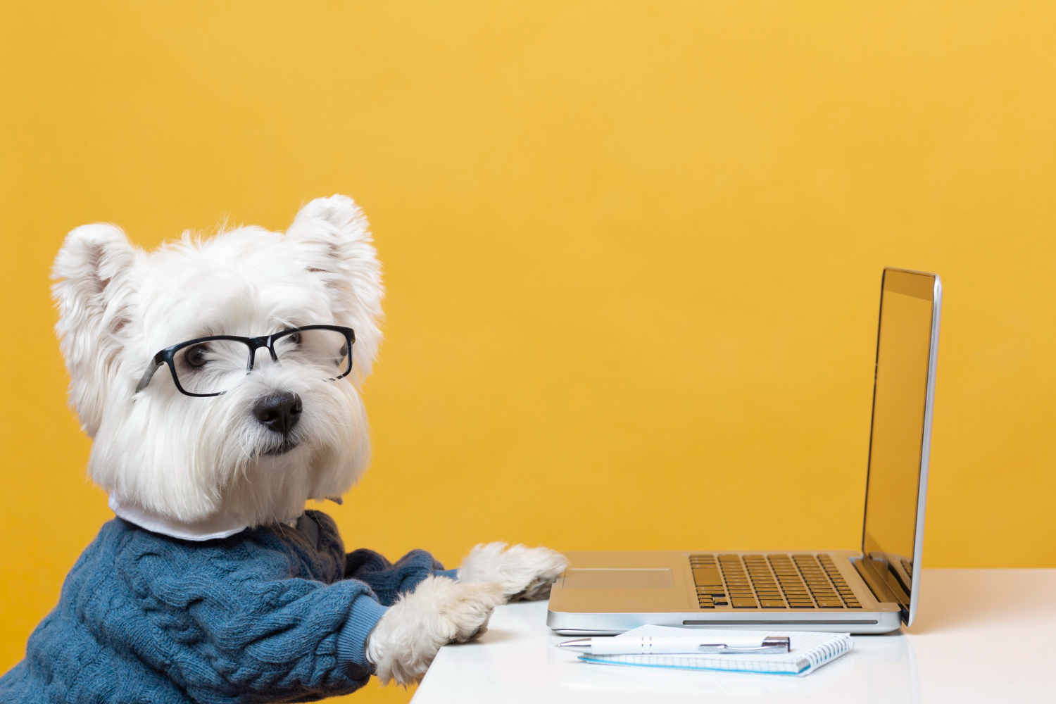 there's apparently so much we can learn from dogs about leadership
