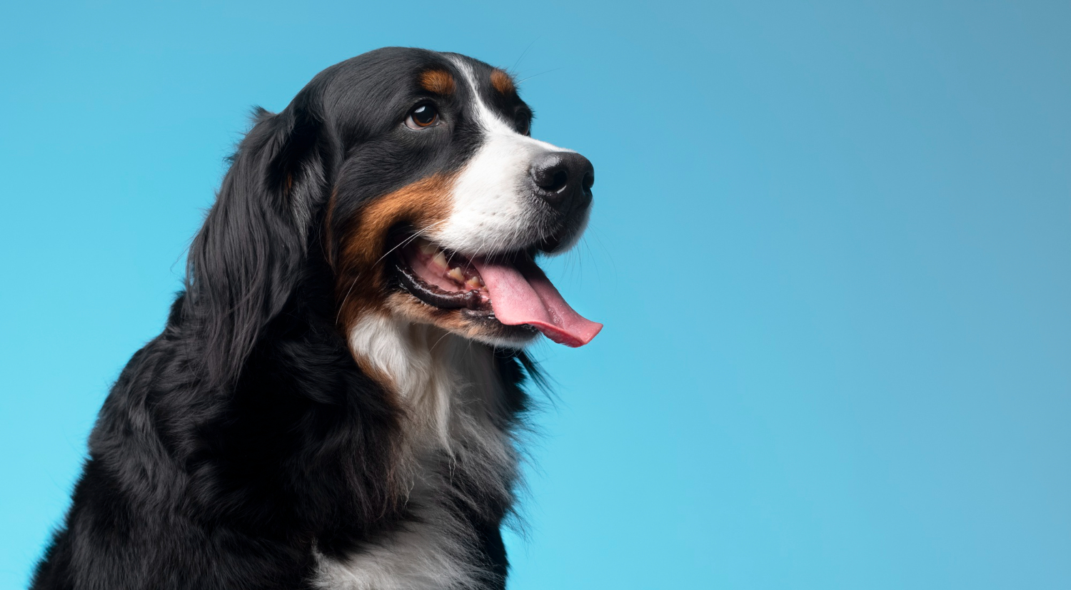 They say go to the ants, but maybe dogs have all the answers